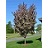 MALUS PINK SPIRES CRAB #10