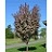 MALUS PINK SPIRES CRAB 2"BB