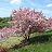 MALUS PRAIRIE ROSE #10
