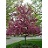 MALUS PRAIRIEFIRE CRAB #25