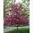 MALUS PRAIRIEFIRE CRAB 1.5"BB