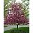 MALUS PRAIRIEFIRE CRAB 2"BB