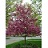 MALUS PRAIRIEFIRE CRAB 2.5"BB