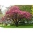 MALUS PRAIRIEFIRE CRAB 6'CLPBB