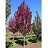 MALUS RASPBERRY SPEAR #20