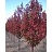 MALUS RED BARRON CRAB #10
