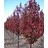 MALUS RED BARRON CRAB 1.5"BB