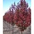 MALUS RED BARRON CRAB 2"BB