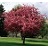 MALUS RED JEWEL CRAB 2"BB