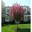 MALUS REJOICE CRAB #20