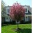 MALUS REJOICE CRAB 2"BB