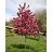 MALUS ROYAL RAINDROPS #10