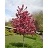 MALUS ROYAL RAINDROPS #20