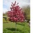 MALUS ROYAL RAINDROPS 2.5"BB