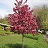 MALUS ROYAL RAINDROPS 6'CLPBB