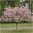 MALUS SAR TINA CRAB #7
