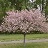 MALUS SAR TINA CRAB #10