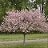 MALUS SAR TINA CRAB 1.75"BB