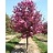 MALUS SHOWTIME CRAB #10