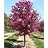 MALUS SHOWTIME CRAB 2"BB