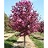 MALUS SHOWTIME CRAB 2.5"BB