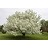 MALUS SNOWDRIFT CRAB #15