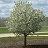MALUS SPRING SNOW CRAB #25