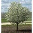 MALUS SPRING SNOW CRAB 1.5"BB