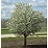 MALUS SPRING SNOW CRAB 1.75"BB