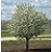 MALUS SPRING SNOW CRAB 2.5"BB