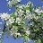 MALUS STARLITE CRAB #10