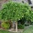 MALUS STARLITE CRAB 2"BB