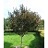 MALUS VELVET PILLAR CRAB 2"BB