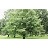 OSTRYA VIR IRONWOOD #20