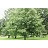OSTRYA VIR IRONWOOD 2"BB
