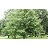 OSTRYA VIR IRONWOOD 1.75"BB