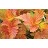 PHYSO OPU AMBER JUBILE #10 1.2FE