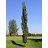 POPUL SWEDISH COL ASPEN #20