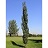 POPUL SWEDISH COL ASPEN 1.75"BB