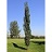POPUL SWEDISH COL ASPEN 2.5"BB