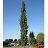 POPUL TRE MOUNT SENTINEL 2"BB
