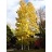 POPUL TRE PRAIRIE GOLD #20