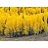 POPUL TRE PRAIRIE GOLD 2"BB