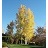 POPUL TRE QUAKING ASPEN #15 TF