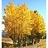 POPUL TRE QUAKING ASPEN #15 CLP