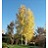 POPUL TRE QUAKING ASPEN 1.75"BB