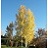 POPUL TRE QUAKING ASPEN 2"BB