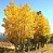 POPUL TRE QUAKING ASPEN 10'CLPBB