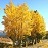 POPUL TRE QUAKING ASPEN 12'CLPBB