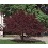 PRUNUS CIS PURPLELEAF #10 TF
